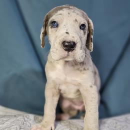 Winter - Merle Great Dane puppy in Jerusalem, Arkansas from Mara Danes