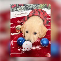 Golden Retriever Puppies from Ruff Life Goldens