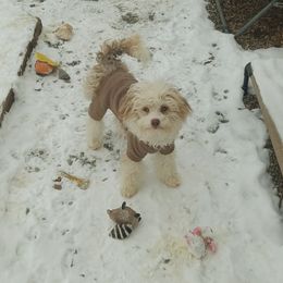 Sky - Chinese Crested