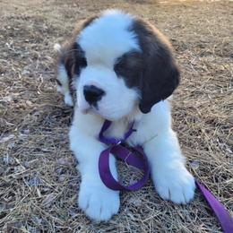 Saint Bernard puppies from Split Rock Saints