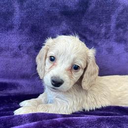 Sullivan - Cream male Dachshund puppy in Memphis, Tennessee from River City Doxies