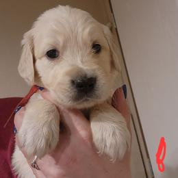 Red - Golden female Golden Retriever puppy in Lucasville, Ohio from Halo Kennels
