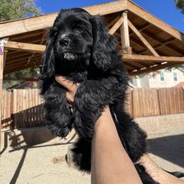 Cocker Spaniel Puppies from SassyCockerG