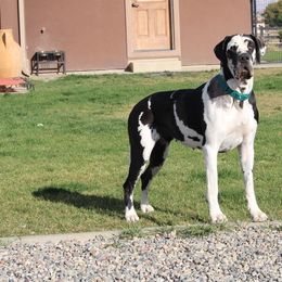 Gypsy - Great Dane
