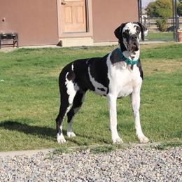 Gypsy - Great Dane