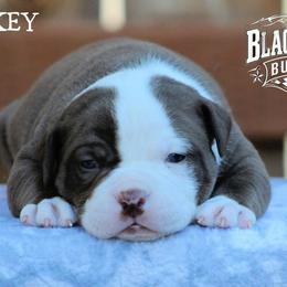 Whiskey - White and brown male American Bulldog puppy in Vancouver, Washington from Blackwell's Bulldogs