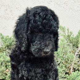 Poodle Puppies from GYCAM STANDARD POODLE