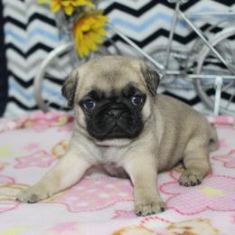 Darby AKC Champ 3209 - Fawn female Pug puppy in Arthur, Illinois from Perfect Pugs