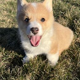 Jingle - White and red male Pembroke Welsh Corgi puppy in Rolla, Missouri from Chapman Corgis