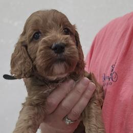 Black Collar Male - Red male Cockapoo puppy in Mocksville, North Carolina from Hunting Creek Farms