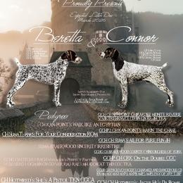 German Shorthaired Pointer puppies from OutBark Dogs & Kennels
