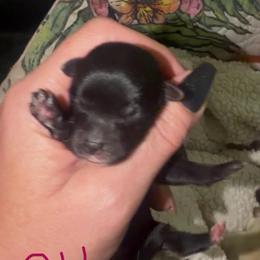 Celie - Black female Morkie puppy in Winston Salem, North Carolina from Patty’s Paws