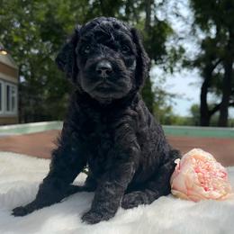 Jenna - Black female Goldendoodle puppy in Osage City, Kansas from Golden Ridge Goldens
