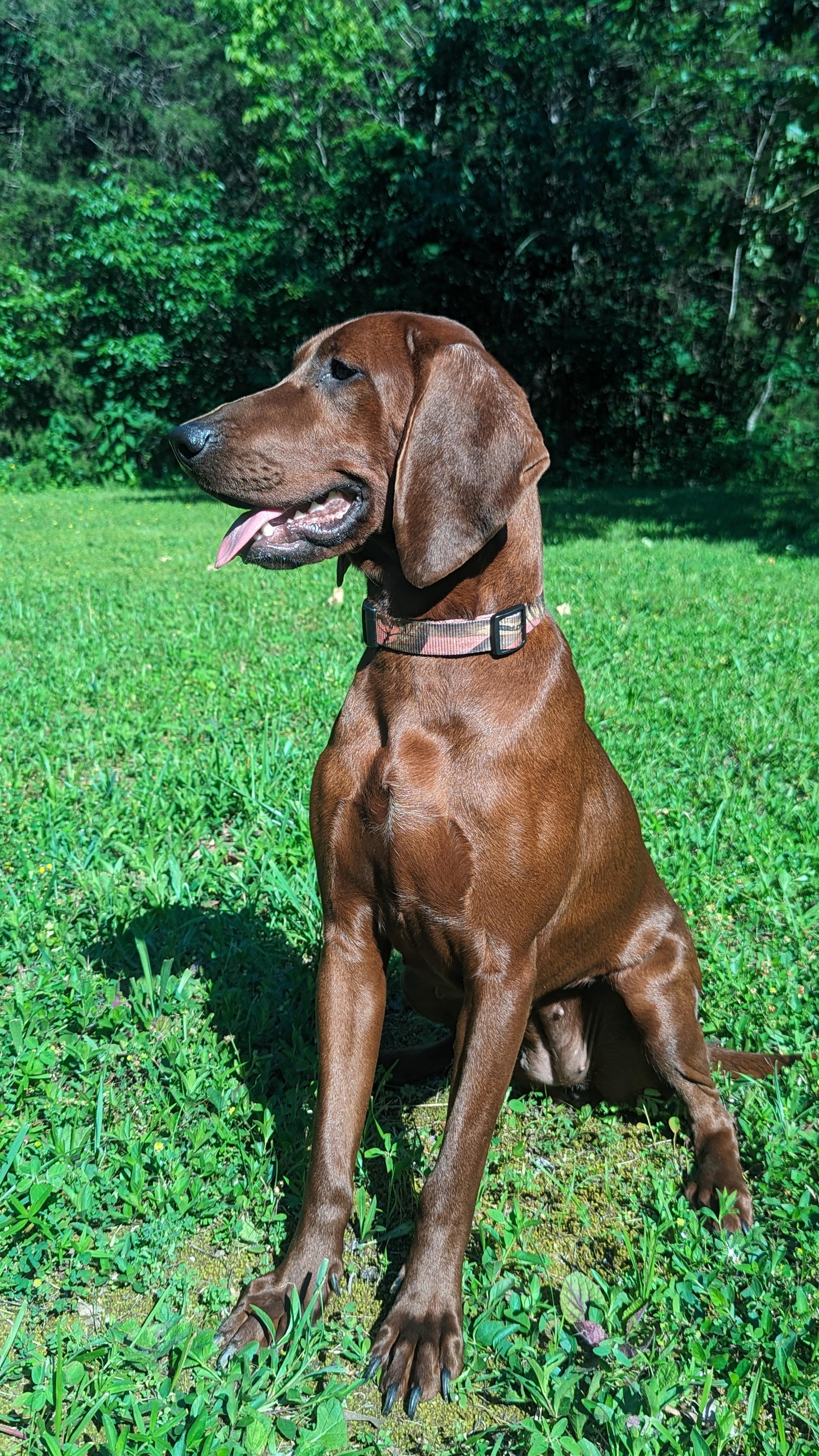 Rosie