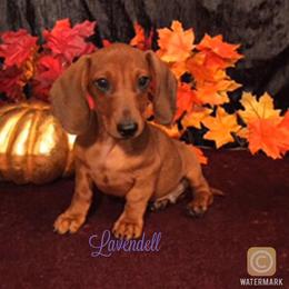 Dachshund Puppies from Lavendell Dachshunds