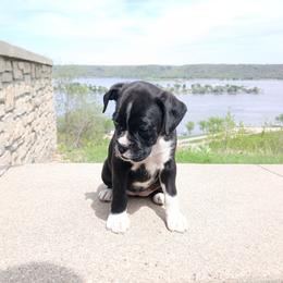 June - Brindle female Boxer puppy in Cannon Falls, Minnesota from Pattys Boxers and Bulldogs