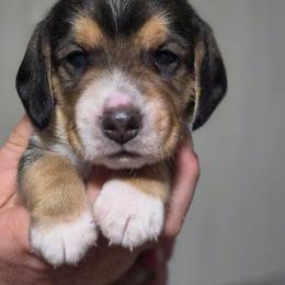 Squirtle - Black red and white male Beagle puppy in Brockway, Pennsylvania from Sugar Hill Hounds