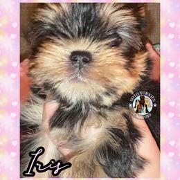 Iris - Black and tan female Yorkshire Terrier puppy in London, Kentucky from Soto Yorkies