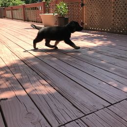 German Shepherd Puppies from Sandy’s Shepherds