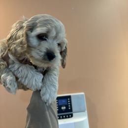 Nicolas - Buff male Cockapoo puppy in Mobile, Alabama from Ace of Spades Yorkies