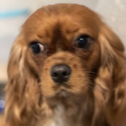 Bridget - Cavalier King Charles Spaniel