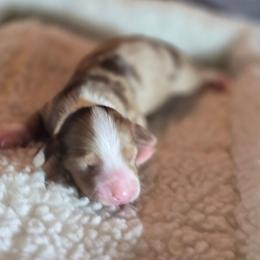 Doc - Chocolate and cream male Dachshund puppy in Oklahoma City, Oklahoma from OkieDoxieland Dachshunds