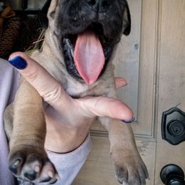 Great Dane Puppies from Pepper Mae Danes