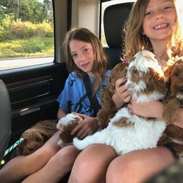 Australian Labradoodle Puppies from Fancy Pants Labradoodles