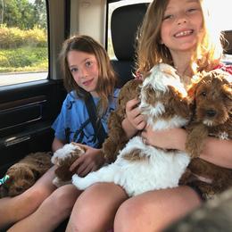 Australian Labradoodle Puppies from Fancy Pants Labradoodles
