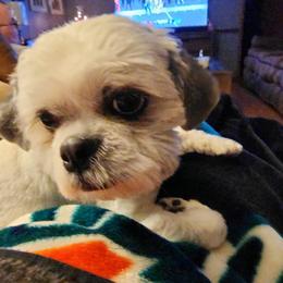 Shih Tzu and West Highland White Terrier Puppies from Westies of Morrison