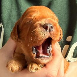 Scooby - Red male Cavapoo puppy in Kalamazoo, Michigan from Sleeping Bear Kennels