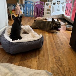 French Bulldog Puppies from Stratton Kennel