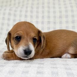 Cinnamon AKC - Red female Dachshund puppy in South Easton, Massachusetts from Depot Dachsies