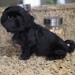 Prince - Black male Shih Tzu puppy in Kings Mountain, North Carolina from Britany's Shih Tzus
