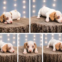 Elle AKC FEMALE - Piebald female Dachshund puppy in Glen St Mary, Florida from Little Pawz, LLC