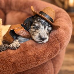 Sawyer - Merle male Goldendoodle puppy in Millville, California from Hope Lane Kennels