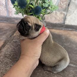Red collar - Fawn male Pug puppy in Tucson, Arizona from Furever Friends