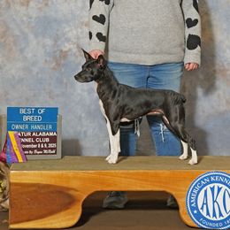 Cazador - Rat Terrier