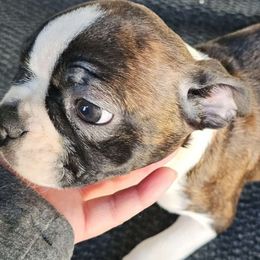 Brindle Boy 3 - Boston Terrier puppy from Benhams Bostons