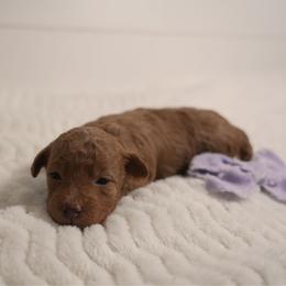 Purple Girl 3422 includes USdelivery - Red  female Goldendoodle puppy in Mayfield, Utah from Ruff Country Doodles