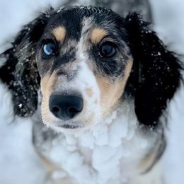 Dachshunds from Majors Dachshunds