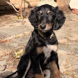 Shakti - Yellow Girl - Black and tan female Saluki puppy in Los Angeles, California from Srinagar Salukis