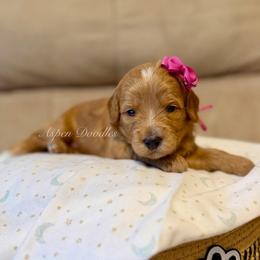 Purple Collar BELL - Apricot female Goldendoodle puppy in Salem, Utah from Aspen Doodles Utah