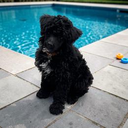 Onyx - Black male Poodle puppy in Gainesville, Florida from Pet Inn Xxweetdoodles