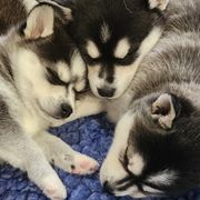 Alaskan Klee Kai and Labrador Retriever Puppies from Family Friendly Labradors & Klee Kai