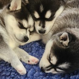 Alaskan Klee Kai and Labrador Retriever Puppies from Family Friendly Labradors & Klee Kai