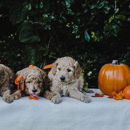Aussiedoodle and Goldendoodle Puppies from Doodles&Danes