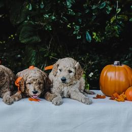 Aussiedoodle and Goldendoodle Puppies from Doodles&Danes