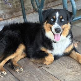 Rover - Australian Shepherd