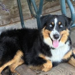 Rover - Australian Shepherd